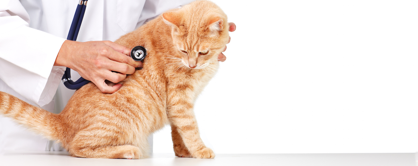 Tips for Maintaining Vet Clinic Flooring